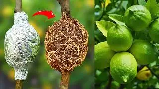 🌿Great method of propagation lemon tree by air layering using aluminum foil paper