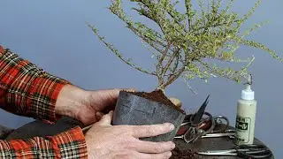 CRÉER UN BONSAÏ AVEC UN ARBRE DE PÉPINIÈRE - LE COTONEASTER