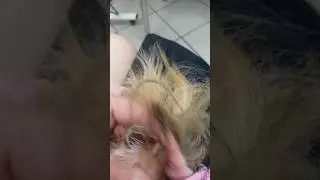 Что будет если не стричь когти собаке ?