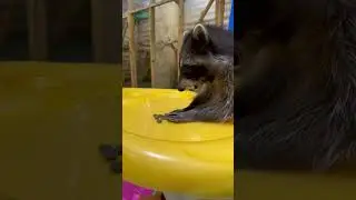 Как научить енота кушать за столом?)