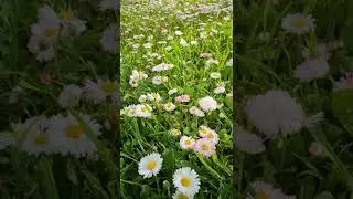 #природа