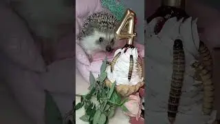 Фифочке исполнилось 4 годика 🎉🎉🎉
