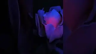 Fairy Flower 🌷 #аленькийцветочек #неон #bigflower #decor #magic #mystic #fairy #nightlight #neon