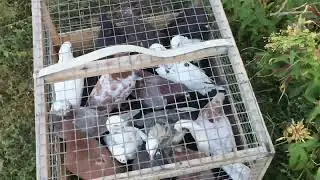 #Pigeons