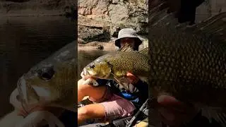 Wild river fishing for giant Australian Bass!! #fishing  #shorts