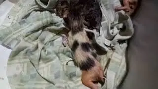 New born kittens 3days old #cutebabycats #pinoycat #adoptedcats