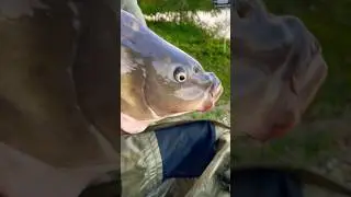 Отпустили на волю трофейного карпа! 😎👍