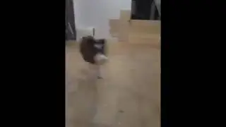 В собаку вселились бесы! Как изгнать?? =)
