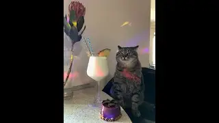 На вечеринке у кота Степана
