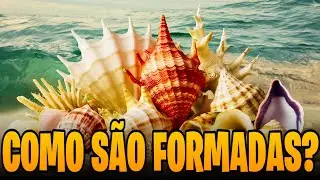 DE ONDE VÊM E COMO SE FORMAM AS CONCHAS DOS MOLUSCOS?