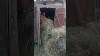 деревенские будни
