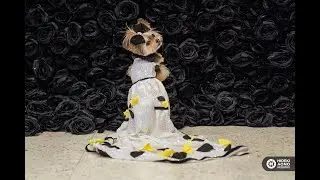 Recap: The Pet Gala by Anthony Rubio - May 2024