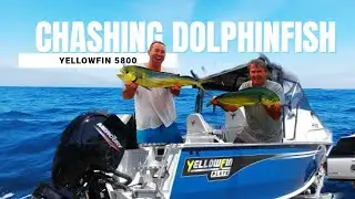 Chasing Dolphinfish in the Yellowfin 5800