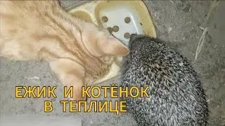 Котёнок и ёжик в теплице, съёмки с 26 августа по 24 сентября
