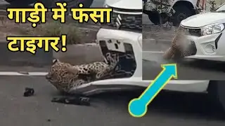 गाड़ी में फंसा टाइगर! tiger 🐯🐯 ! maruti vs tiger ! tiger jinda hai 😀! kalka pinjore highway