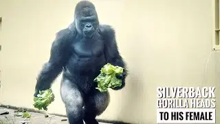 Gorillas long to See the Elderly Female NENE | The Shabani's Group
