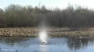 Весенняя охота на селезня с подсадной уткой.19.