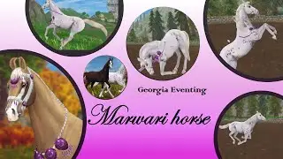 Buying the Marwari horse! All gaits included! I Georgia Eventing