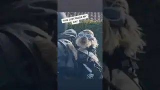 Man Carrying Cute Dog In Bag ❤️❤️