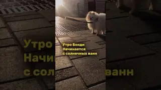 Вы позавидуете этому шпицу. Шпиц сериал. 18 серия 