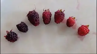 How to germinate BLACKBERRY from SEED 🍇 (Not grafted)