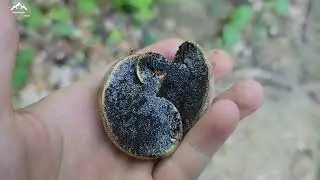 Ciuperca tineretii / previne îmbătrânirea / regenerează celulele nervoase