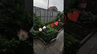 ДОЖДЬ и ОГОРОД 🏠🌨️🌿💯❤️...