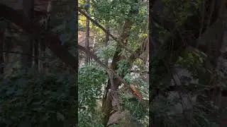 Рыжая - Ты самая красивая     