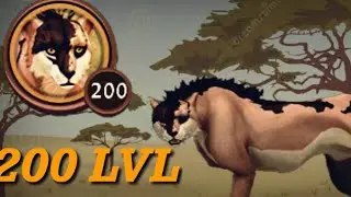 Прокачка до 200 уровня [гепард] 🐆