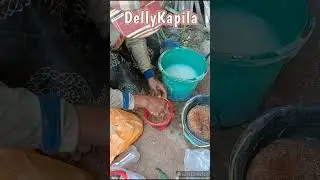 PERBANYAKAN JAKABA (JAMUR KEBERUNTUNGAN ABADI)
