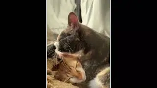 Lovey Dovey Cats Compilation 1