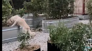 Garden update September 3rd 2023