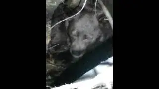 late night bear in bushes
