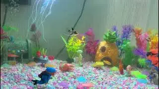 Pescados de colores