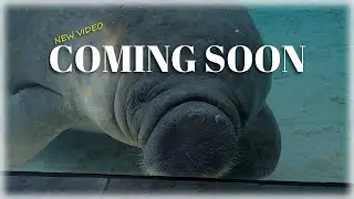 Mote Aquarium Rescue Center Preview