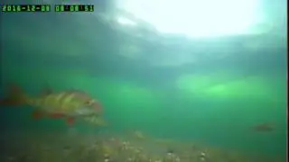 Подводная съёмка Окуня зимой на Озере Кенон (часть 1)