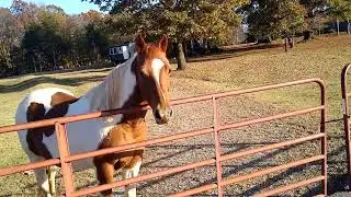 🐴 prints and koda
