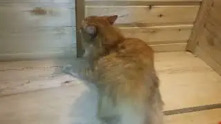 кот пошёл в баню париться