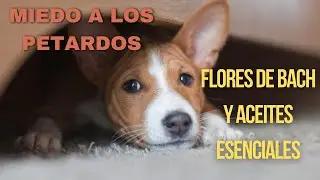Cómo calmar a tu perro frente a las FIESTAS PIROTÉCNICAS con FLORES de BACH y ACEITES ESENCIALES