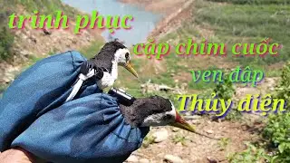 Bẫy chim cuốc ven đập thủy điện mùa nước cạn & cái kết hoàn hảo