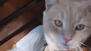 Homeless cat named Ginger, helping homeless animals 2023