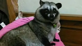 Tips membuat makanan musang yang mudah sehat dan cepat obes lahap menambah nafsu makan musang jinak