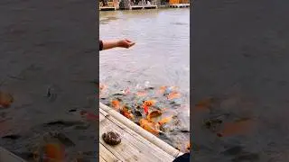 Ikan lagi makan ♥️🐟😇😊 #shorts