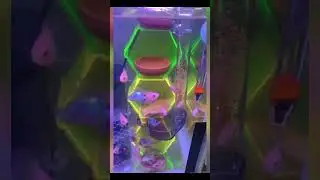 Boxtech Aquarium feeder,Shrimp Feeding Dish Set 