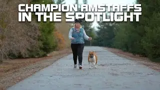 AmStaffs: The Misunderstood Dog Breed