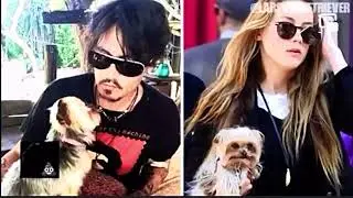 Amber heard pooped on Johnnys side of the bed!