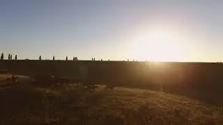 group of horses is running bright sun on horizon gallop to freedom picturesque sunrise i