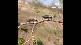 За черната златка