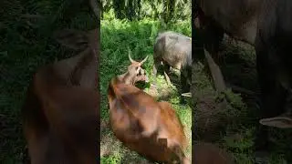 Kawin alami , Betina sampe terduduk booskuu 😁😁😁