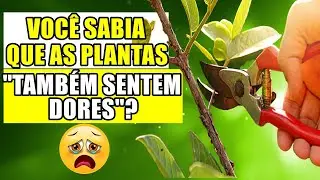 AS PLANTAS TAMBÉM SOFREM